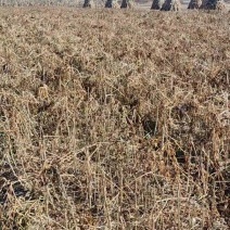辽宁刺嫩芽苗种苗一手货源运费协商品质保证欢迎老板联系