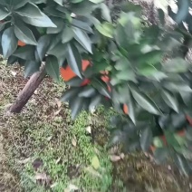 纽荷尔脐橙