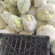 有机花菜花