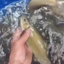 雅鱼