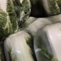 改良半黄大白菜