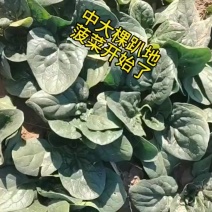 趴地菠菜中大棵开始了
