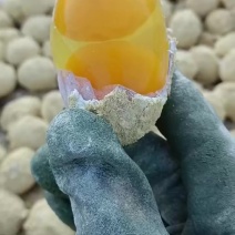 河南鸡皮蛋