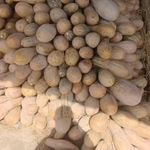 蜜本南瓜