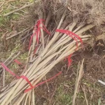 漆树苗1-2公分基地正在起苗，需要联系