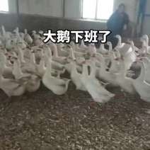 鹅蛋