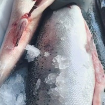 青海龙羊峡冰鲜三文鱼