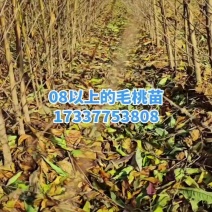 恒信苗木基地实生桃苗，毛桃苗，根系发达，苗子现要现挖。成