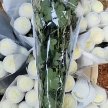 乒乓菊