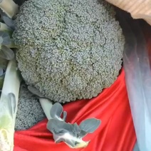 精品西兰花