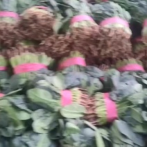 精品菠菜