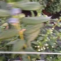 西昌蓝莓