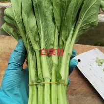 白菜苔正在继续采摘中
