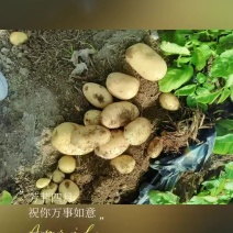 我要卖土豆