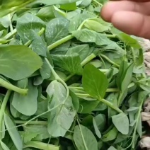豌豆尖