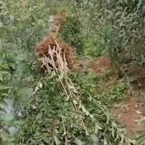 蜂糖李子苗