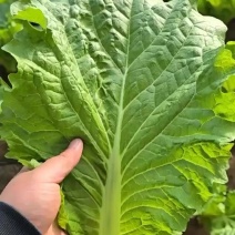 饭包叶子品质嘎嘎好
