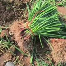 红根蒜苗大量货
