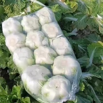 大白菜继续走货中