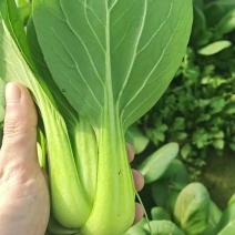 河北石家庄小油菜上海青