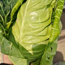 湖北牛心甘蓝菜，量大，实惠无烂菜，需要老板联系