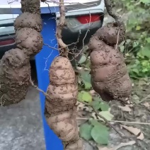 三叶青鲜货