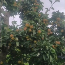 库尔勒香梨
