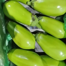 精品青茄，大量供应