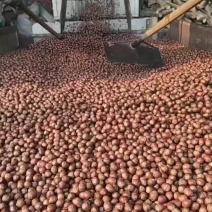 新炒现货保证质量品质