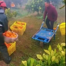 重庆奉节橙子糖度14到15左右大量有货个头大均匀好看