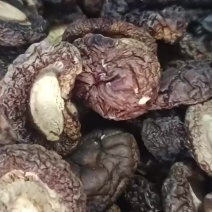 手选黑面香菇