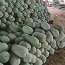 短型水果冬瓜。大量供货。需要的联系