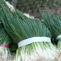四季小香葱