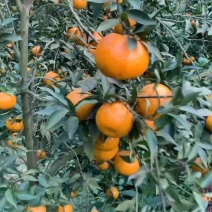 茶技柑