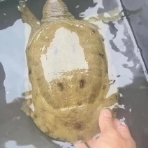 黄皮黑花甲鱼，高品质请客聚餐面子货