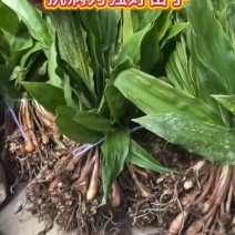 毛慈菇苗