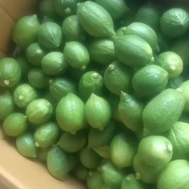 广东香水柠檬