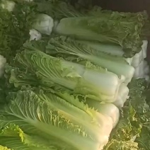 秋绿60