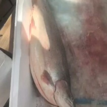 青海省西宁市龙羊峡冰鲜三文鱼