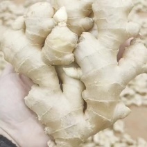 云南水洗风干姜