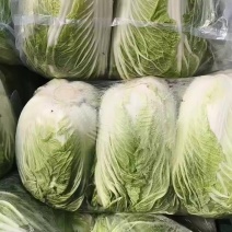 精品大白菜热销中