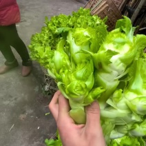 丁家儿菜
