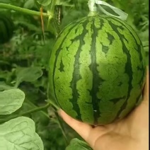 山东聊城产地直发，小糖丸吊瓜，皮薄如纸，脆甜，嘎嘎甜