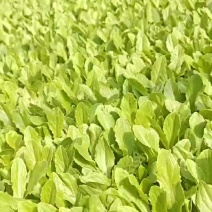 油麦菜苗