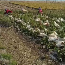 16杯红叶石楠大杯苗大量现货出售