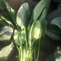 精品菠菜