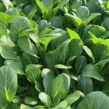 精品广东菜心便宜卖了