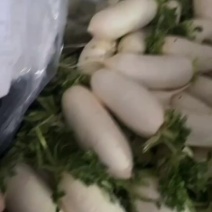 大白萝卜