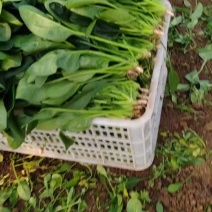 大棚菠菜
