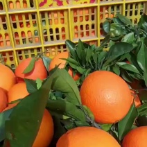纽荷尔脐橙